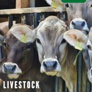 Livestock